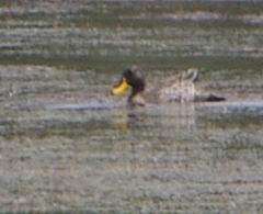 Anas undulata undulata