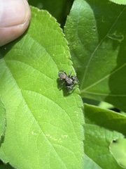 Phidippus octopunctatus