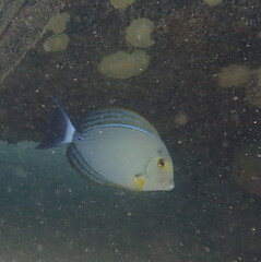 Acanthurus xanthopterus