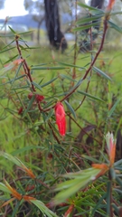 Stenanthera conostephioides