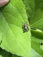 Phidippus octopunctatus