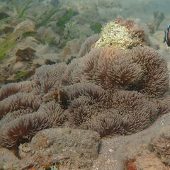 Stichodactyla gigantea