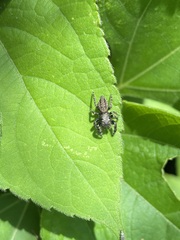 Phidippus octopunctatus