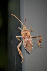 Leptoglossus occidentalis