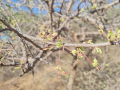 Commiphora mollis