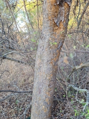 Commiphora mollis
