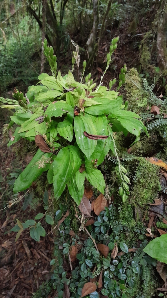Liparis latilabris (Liparis latilabris)