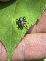 Phidippus octopunctatus