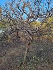 Commiphora mollis