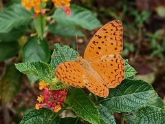 Phalanta phalantha phalantha