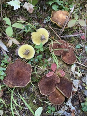 Suillus ampliporus