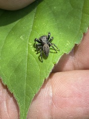 Phidippus octopunctatus