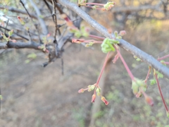 Commiphora mollis