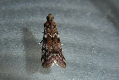 Ephestiopsis oenobarella