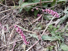 Persicaria filiformis