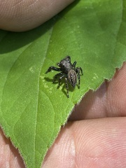 Phidippus octopunctatus