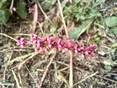 Persicaria filiformis