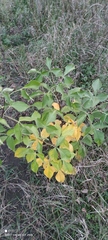 Ptelea trifoliata