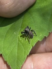 Phidippus octopunctatus