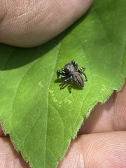 Phidippus octopunctatus
