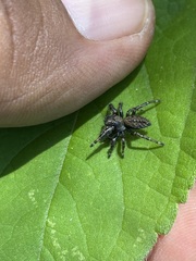 Phidippus octopunctatus