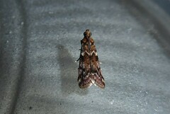 Ephestiopsis oenobarella