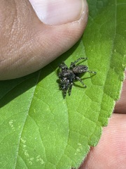 Phidippus octopunctatus