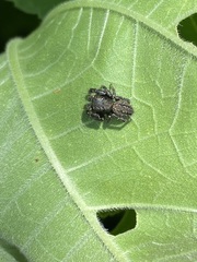 Phidippus octopunctatus