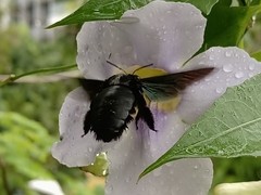 Xylocopa latipes