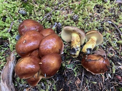 Suillus clintonianus