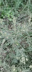 Ambrosia artemisiifolia