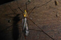 Nephrotoma australasiae