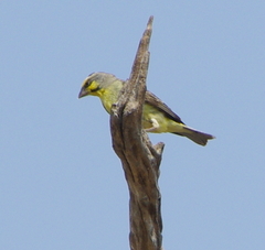 Crithagra mozambica