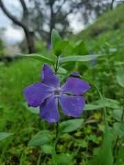 Vinca major