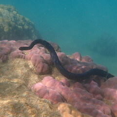 Emydocephalus annulatus