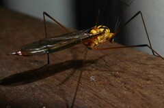 Nephrotoma australasiae