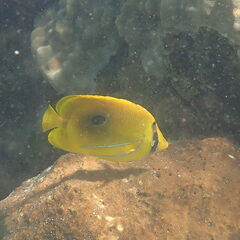 Chaetodon bennetti