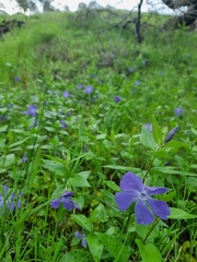 Vinca major