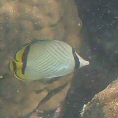 Chaetodon vagabundus