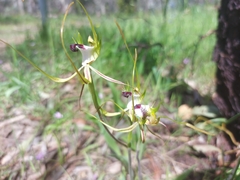 Caladenia tentaculata