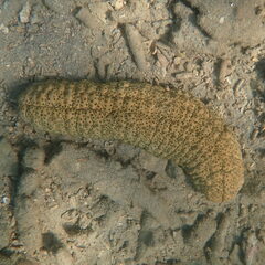 Stichopus herrmanni
