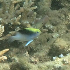 Chrysiptera rollandi