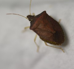 Euschistus obscurus