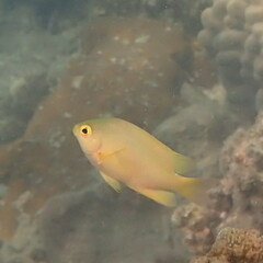 Pomacentrus moluccensis