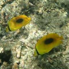 Chaetodon speculum