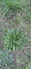 Plantago lanceolata