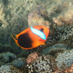 Amphiprion melanopus