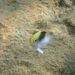 Chrysiptera rollandi