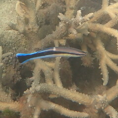 Labroides dimidiatus