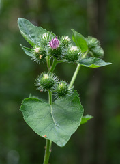 Arctium × ambiguum